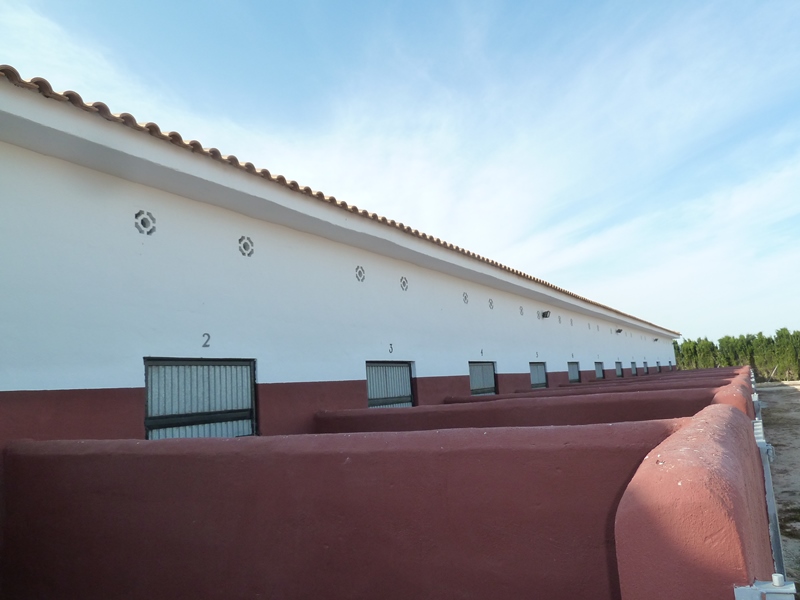 Finca rústica con gran parcela y 12 establos para caballos en San Miguel de Salinas